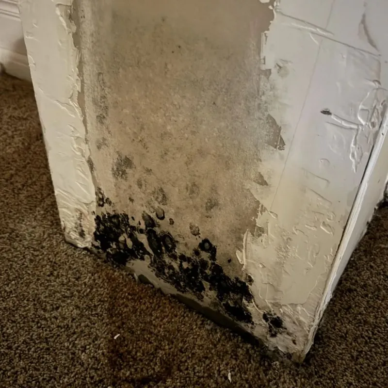 Professional Mold Removal in Spring Valley, IL